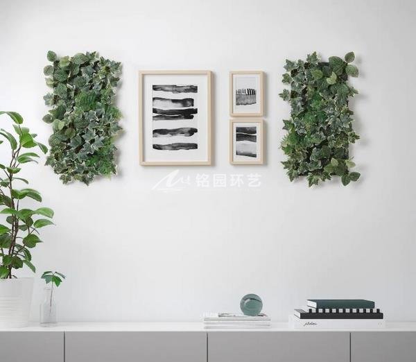 室内植物墙植物