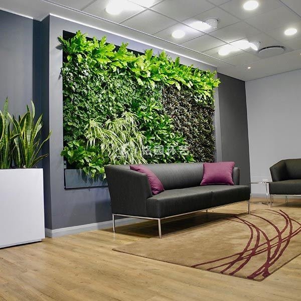 垂直绿化植物墙