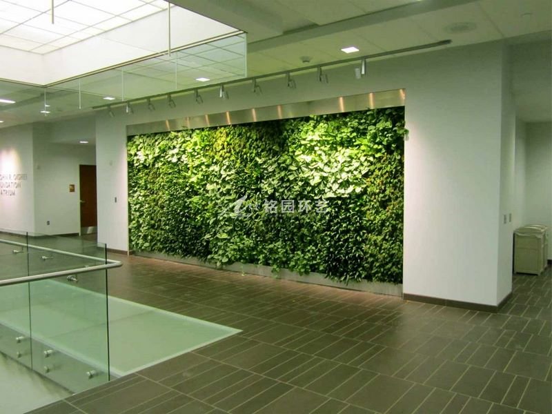 学校植物墙