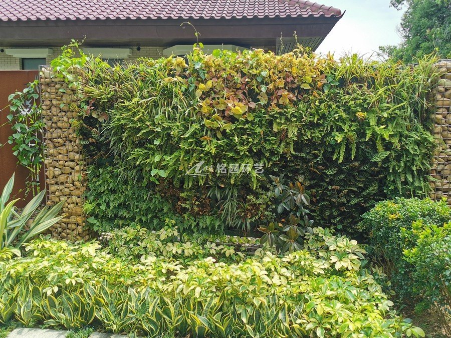 别墅围墙垂直绿化