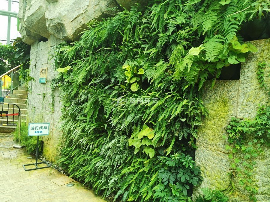 景区植物墙