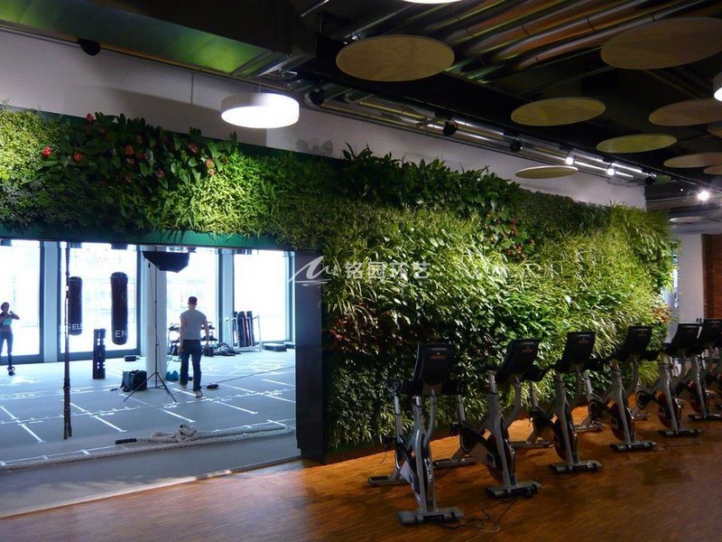 健身房植物墙