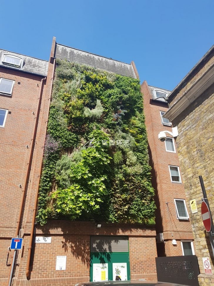 市政项目植物墙