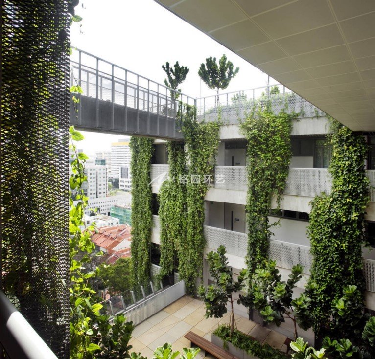 学校垂直绿化