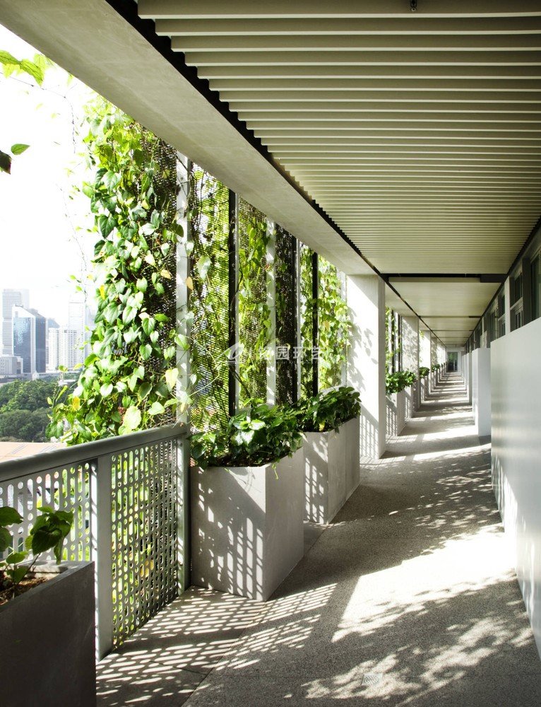 学校垂直绿化