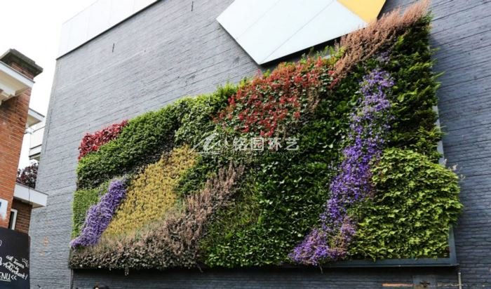 墙体植物墙