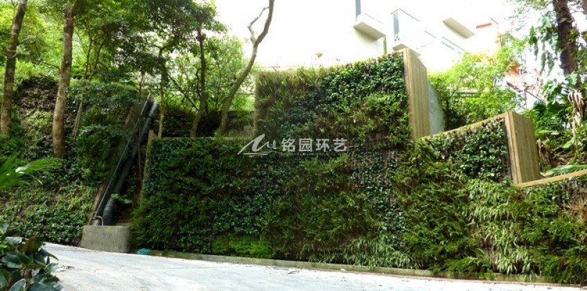 护坡、挡土墙垂直绿化植物墙案例分享