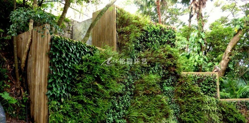 挡土墙垂直绿化