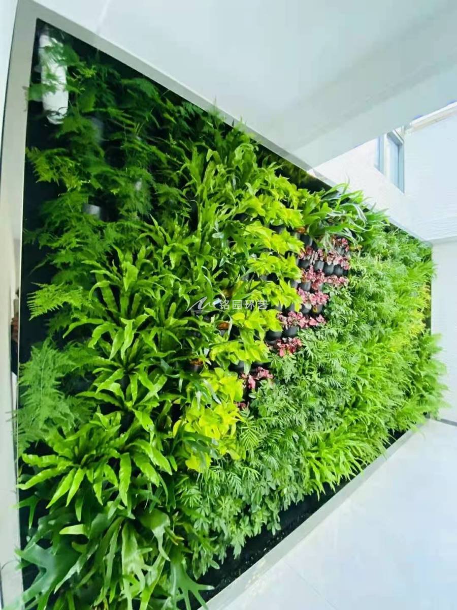 绿色植物墙做法图片
