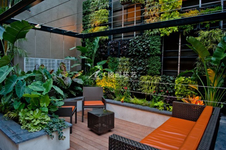 庭院垂直绿化