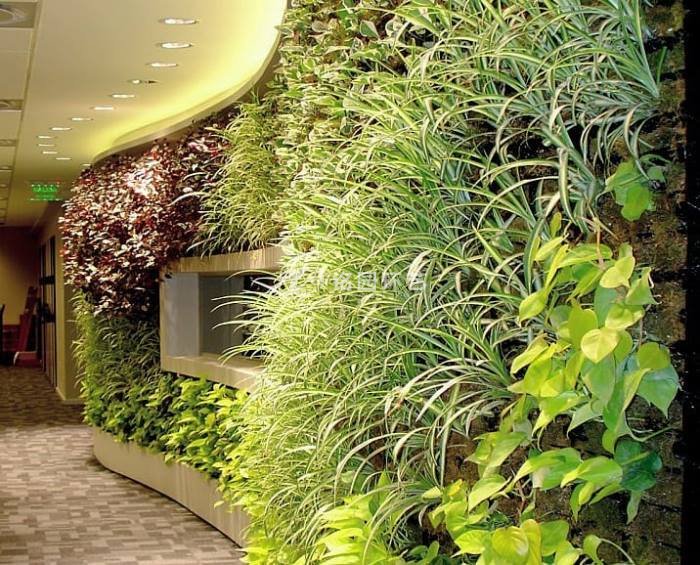 植物墙的常用植物