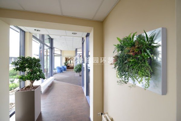 室内植物墙如何改善环境