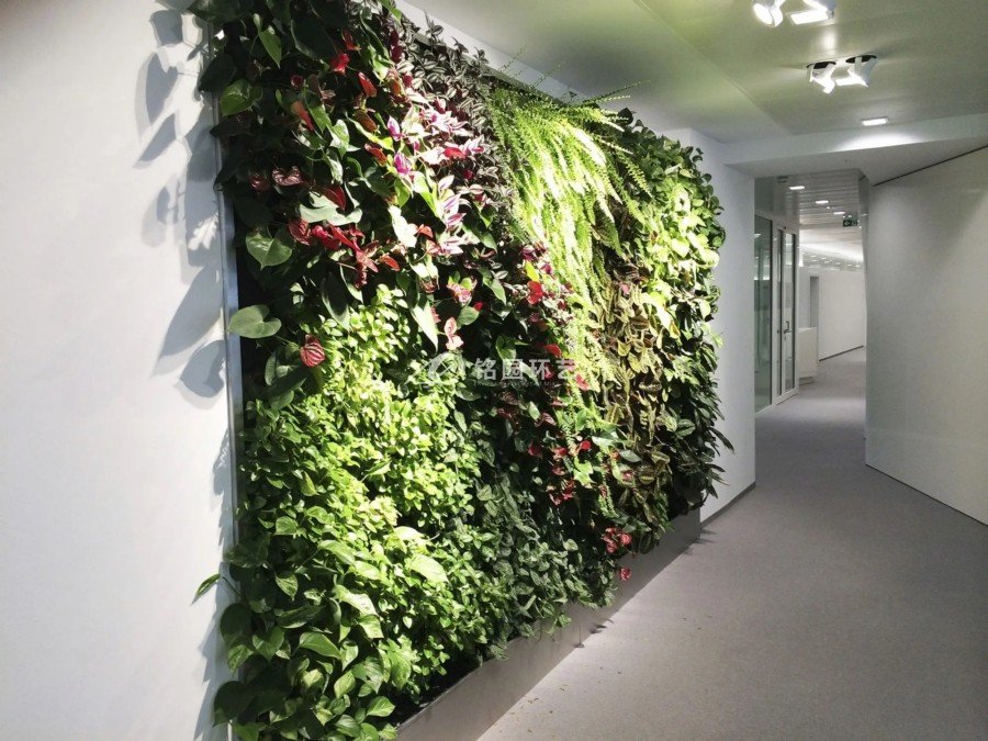 办公室室内植物墙