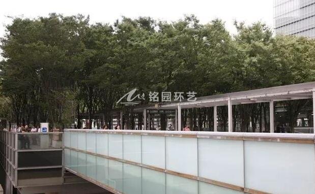 榉树广场屋顶绿化.jpg