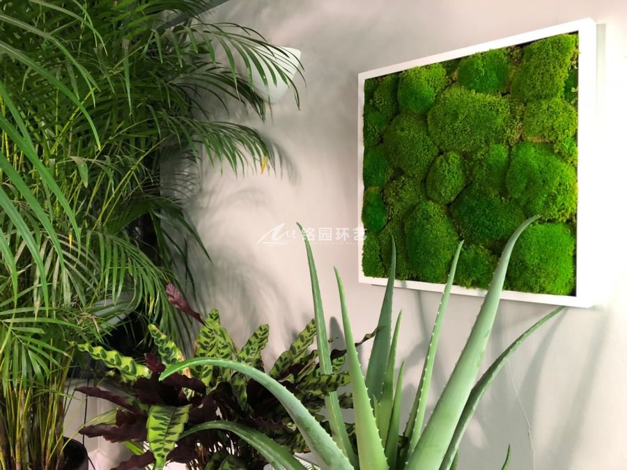公装苔藓植物墙相框