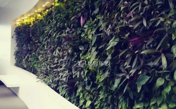 现代风室内植物墙设计