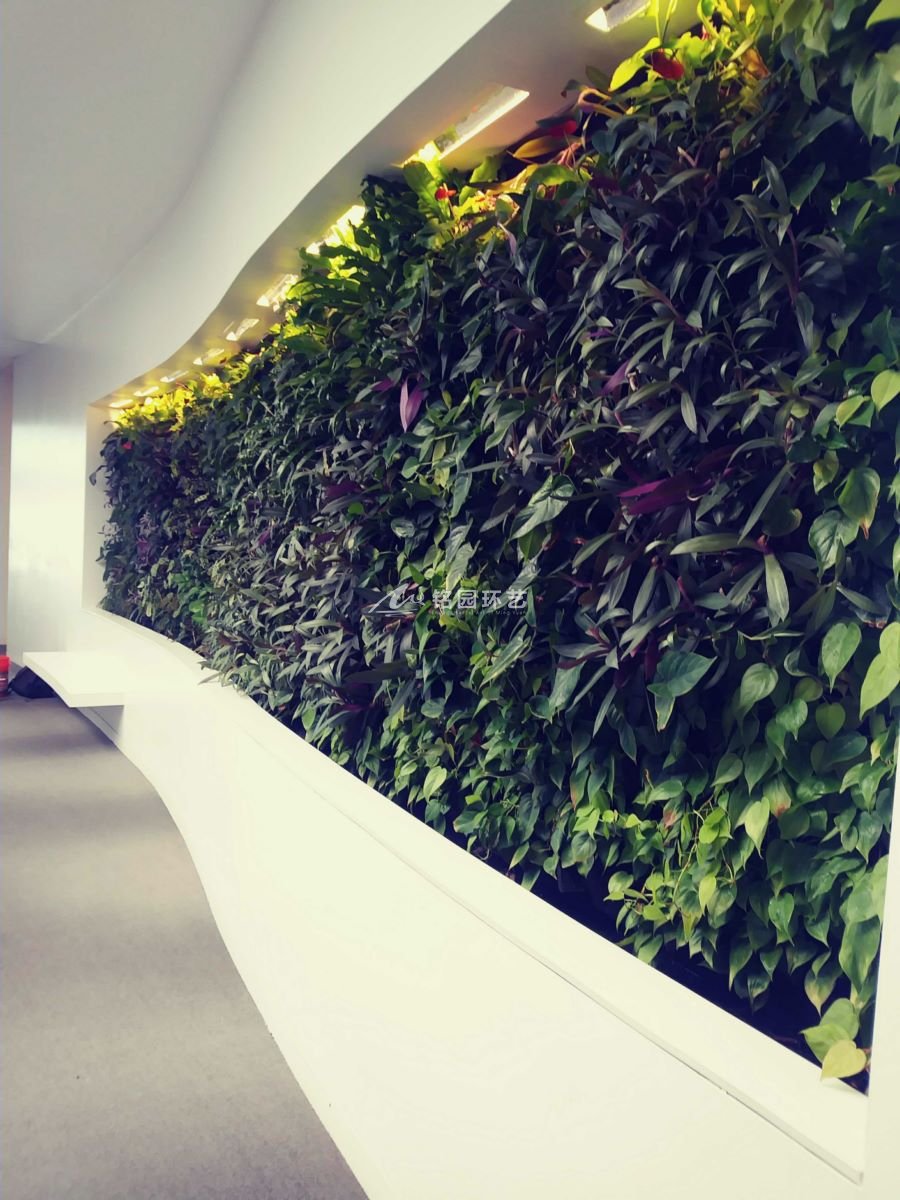 流线型动感植物墙设计