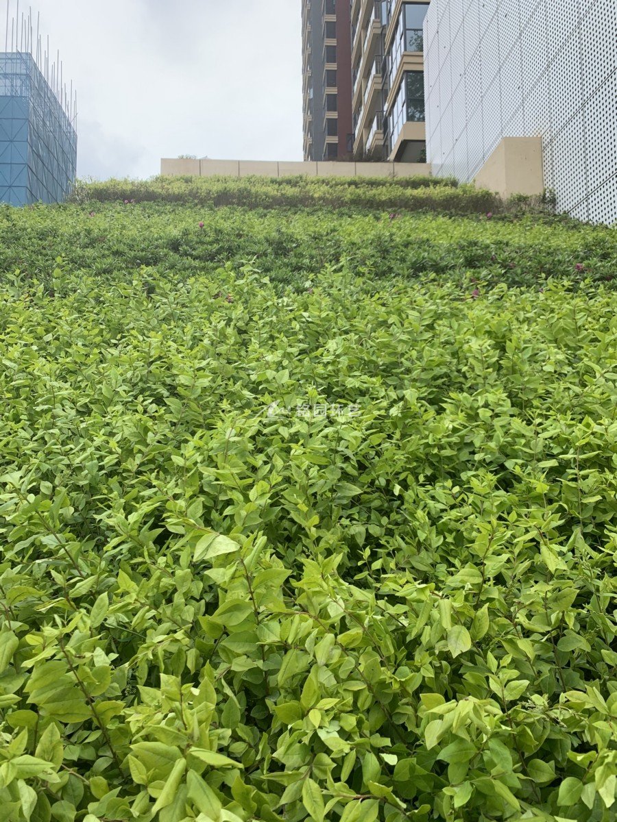 斜坡垂直绿化