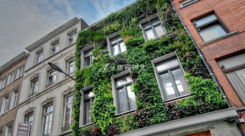 建筑绿化